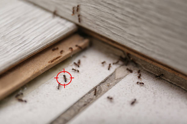 Best Residential Pest Control  in White Marsh, MD