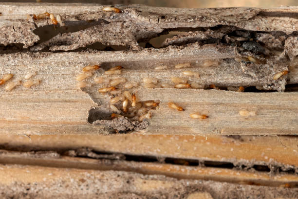 Best Pest Removal Services  in White Marsh, MD
